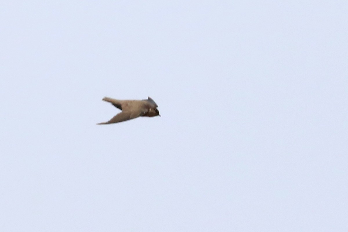 Red-throated Crag-Martin - ML646124298