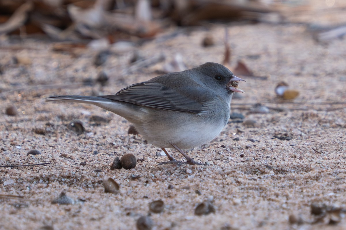 Dark-eyed Junco - ML646124300