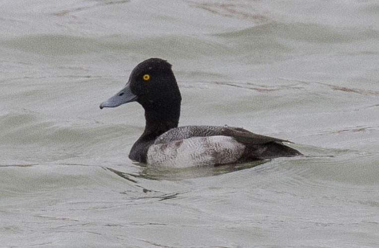 polák vlnkovaný - ML646124304