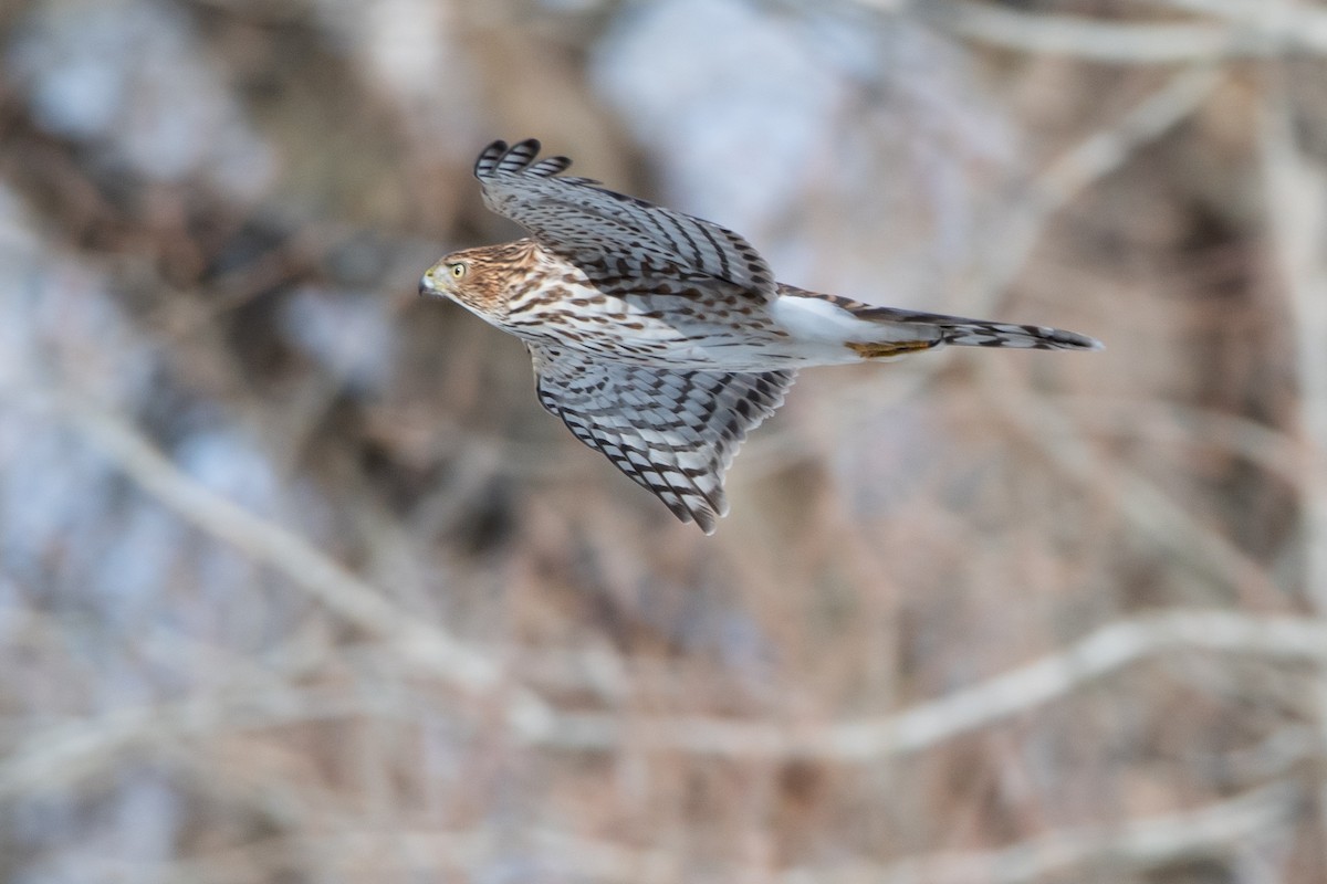 jestřáb americký - ML646124307