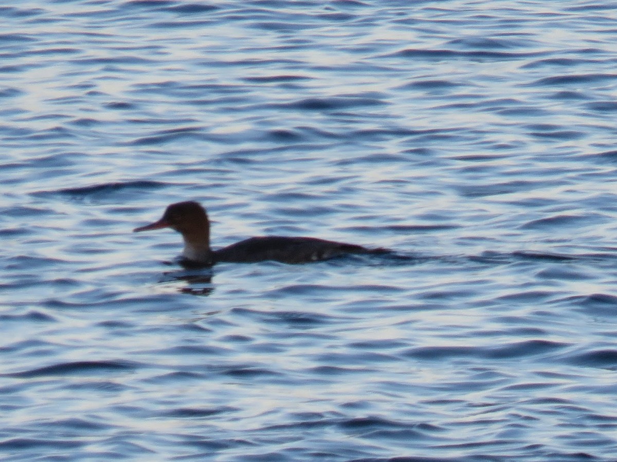Red-breasted Merganser - ML646124308