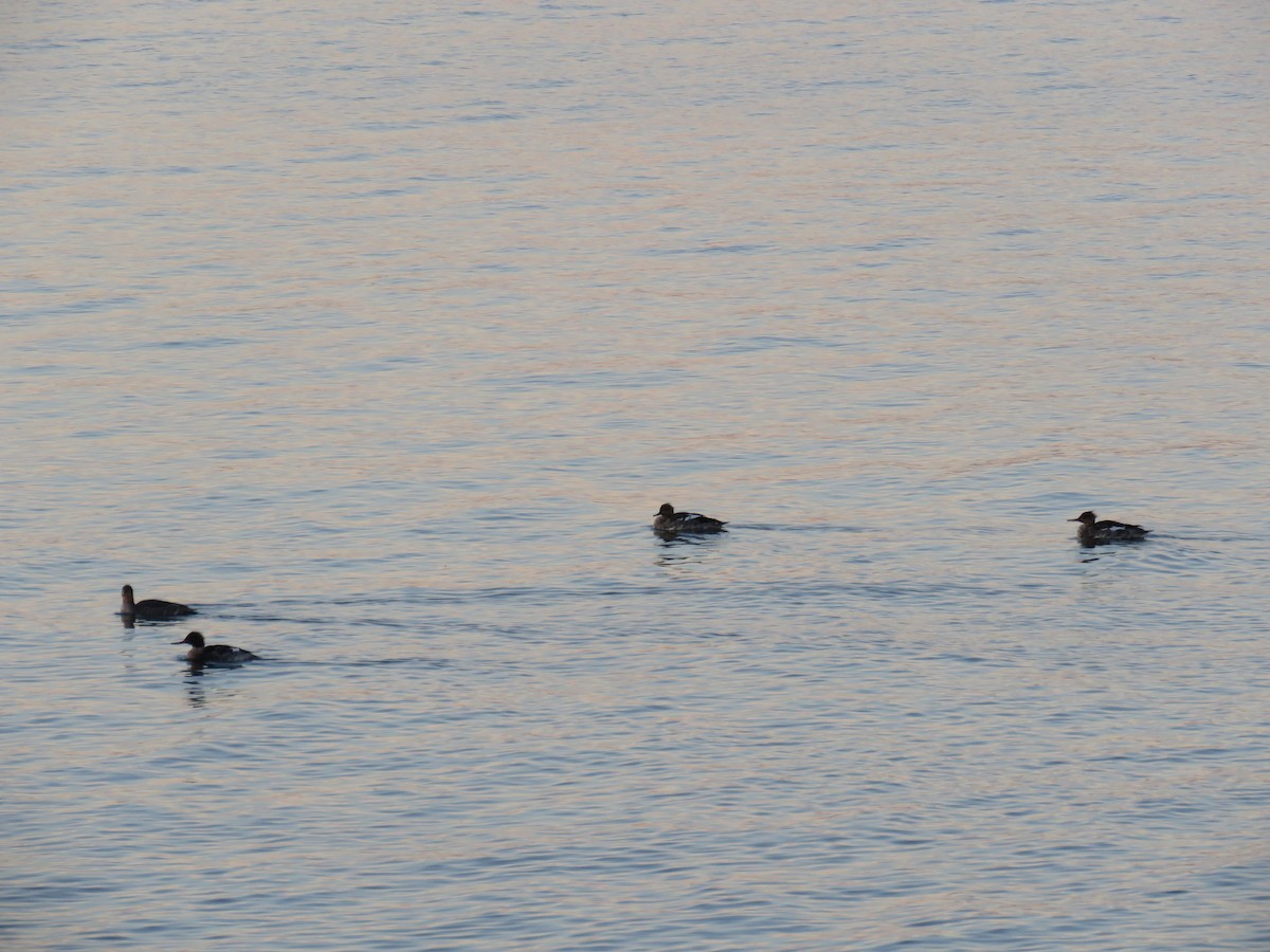 Red-breasted Merganser - ML646124309