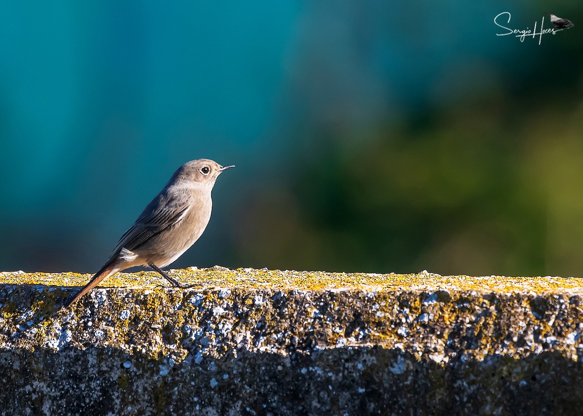 Codirosso spazzacamino - ML646124312