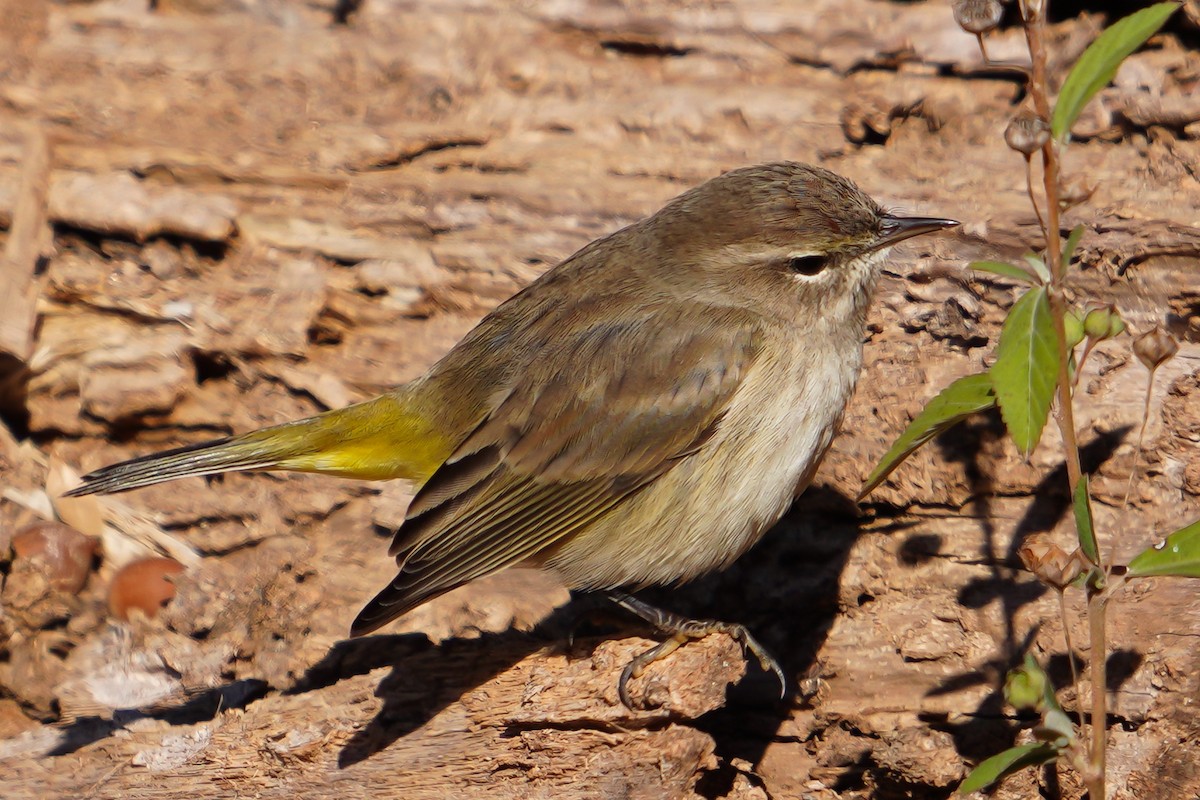 Palm Warbler - ML646124316