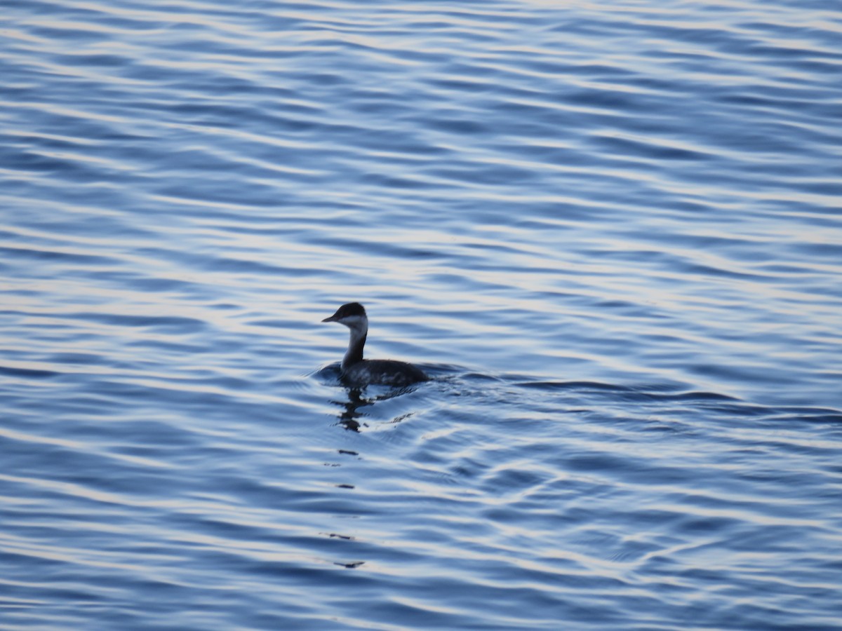 Horned Grebe - ML646124317