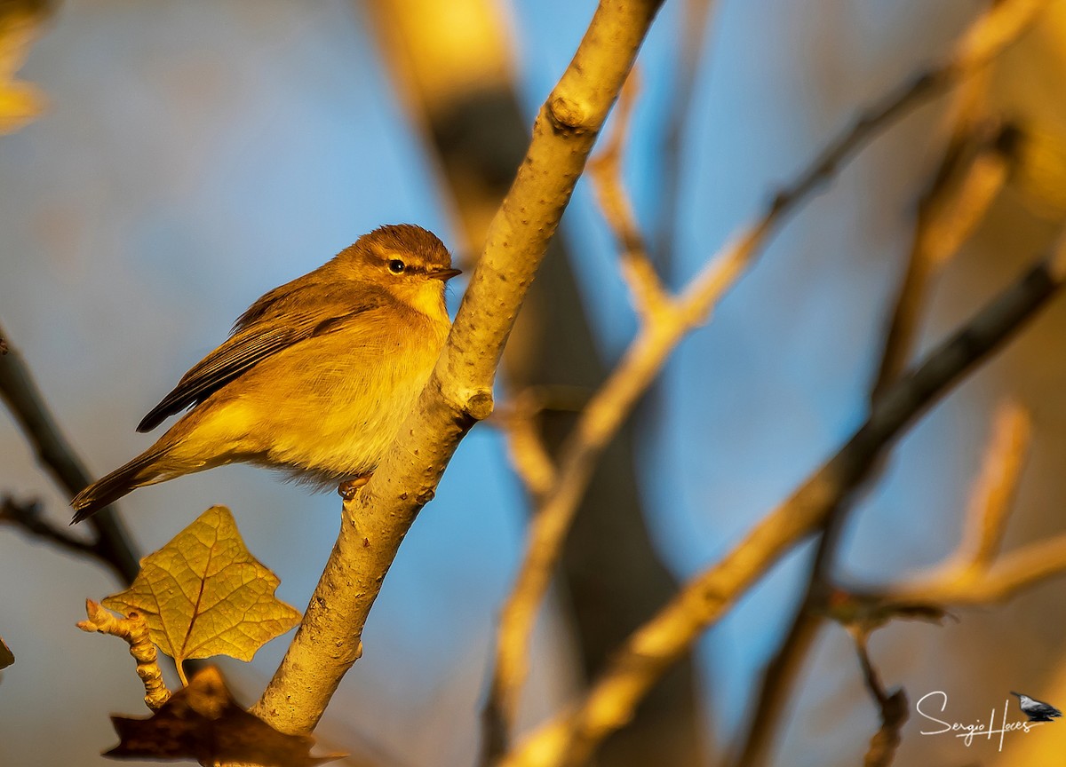 Luì piccolo - ML646124325