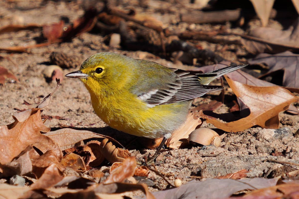 Pine Warbler - ML646124326