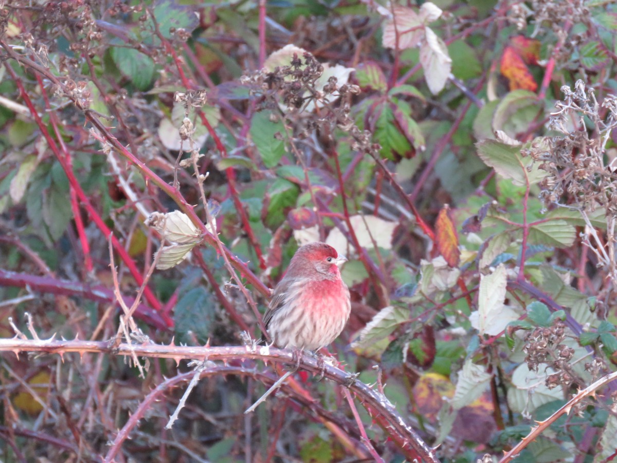House Finch - ML646124327