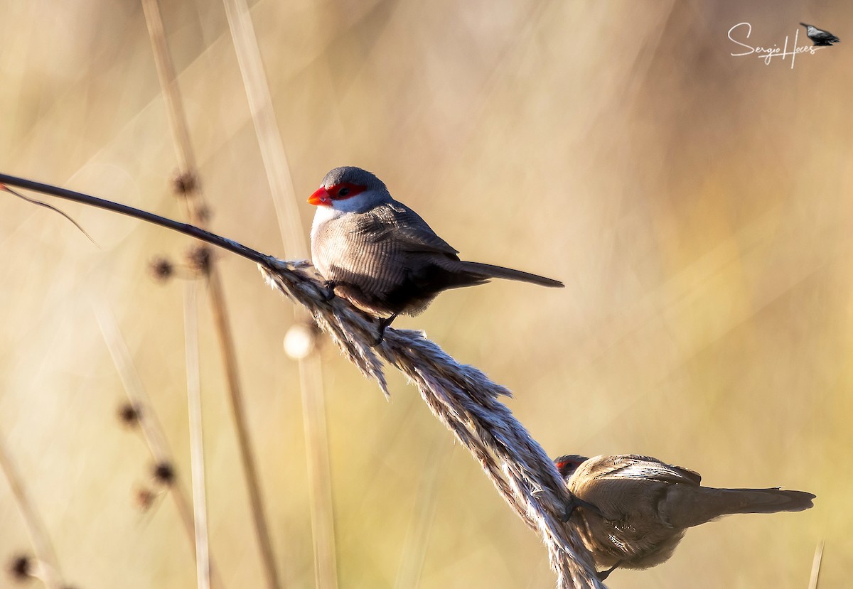 Common Waxbill - ML646124328