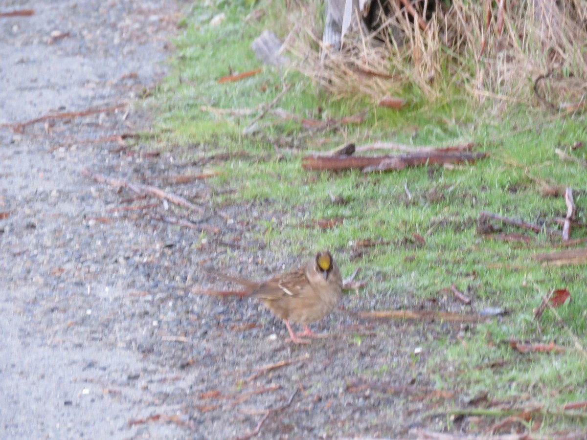 Golden-crowned Sparrow - ML646124332