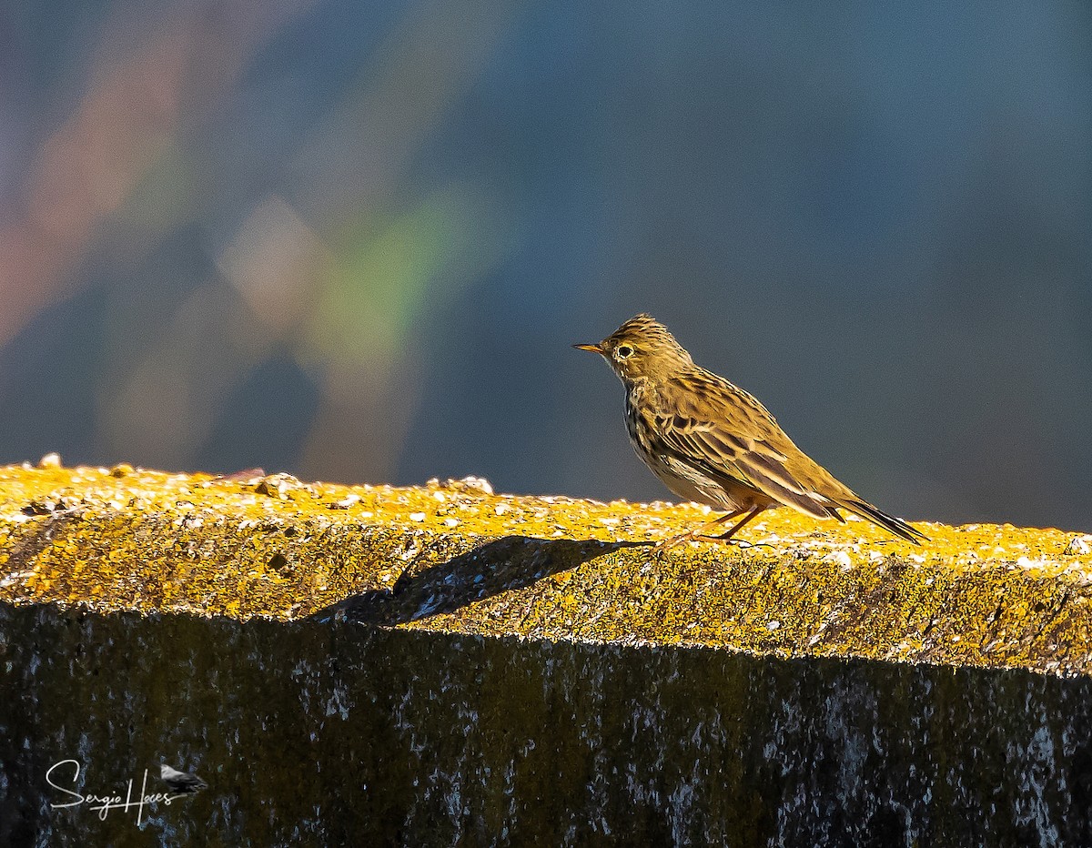 Pispola - ML646124333