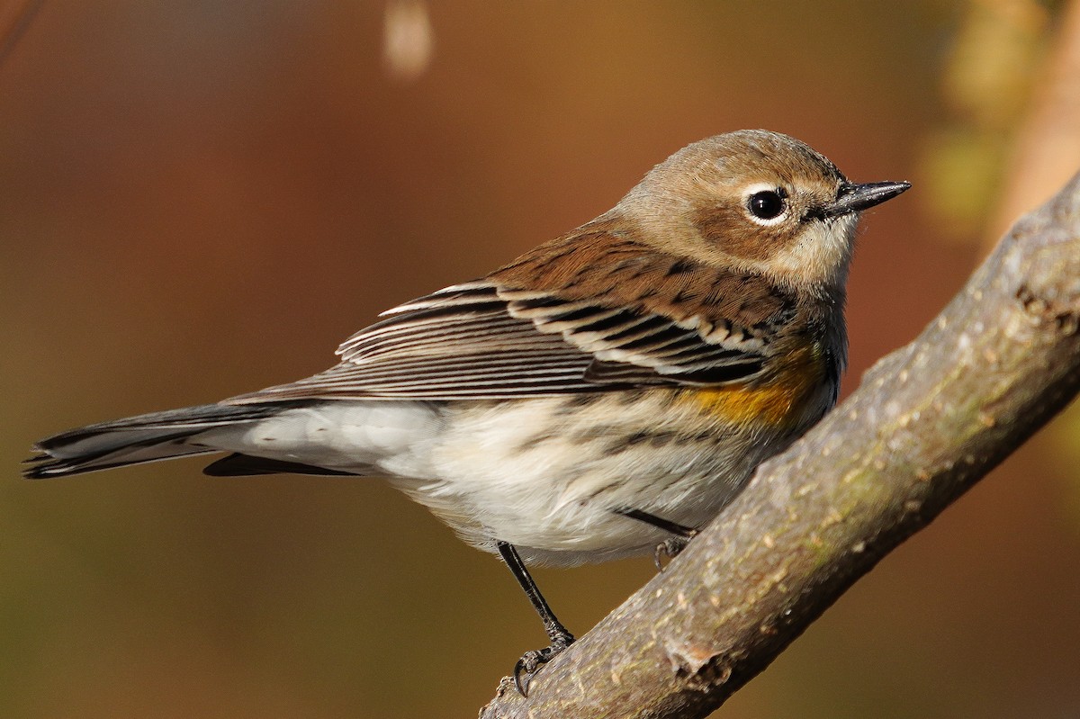 Yellow-rumped Warbler - ML646124335