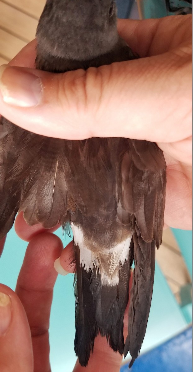 コシジロウミツバメ - ML646124338