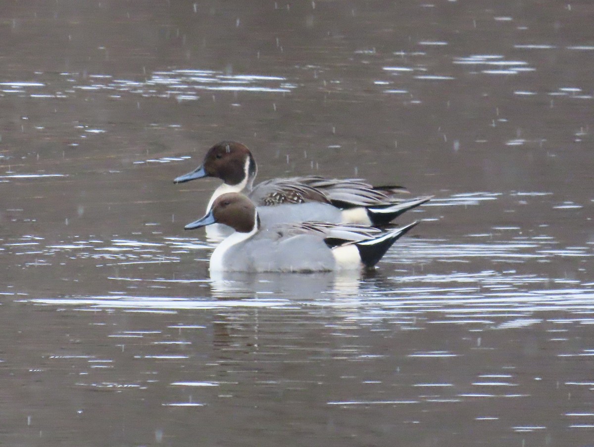 Codone - ML646124340