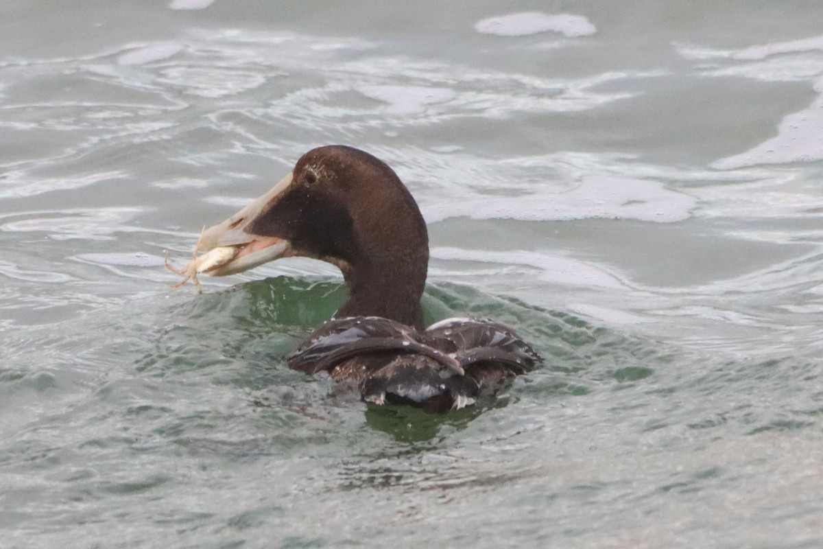 Common Eider (Dresser's) - ML646124342