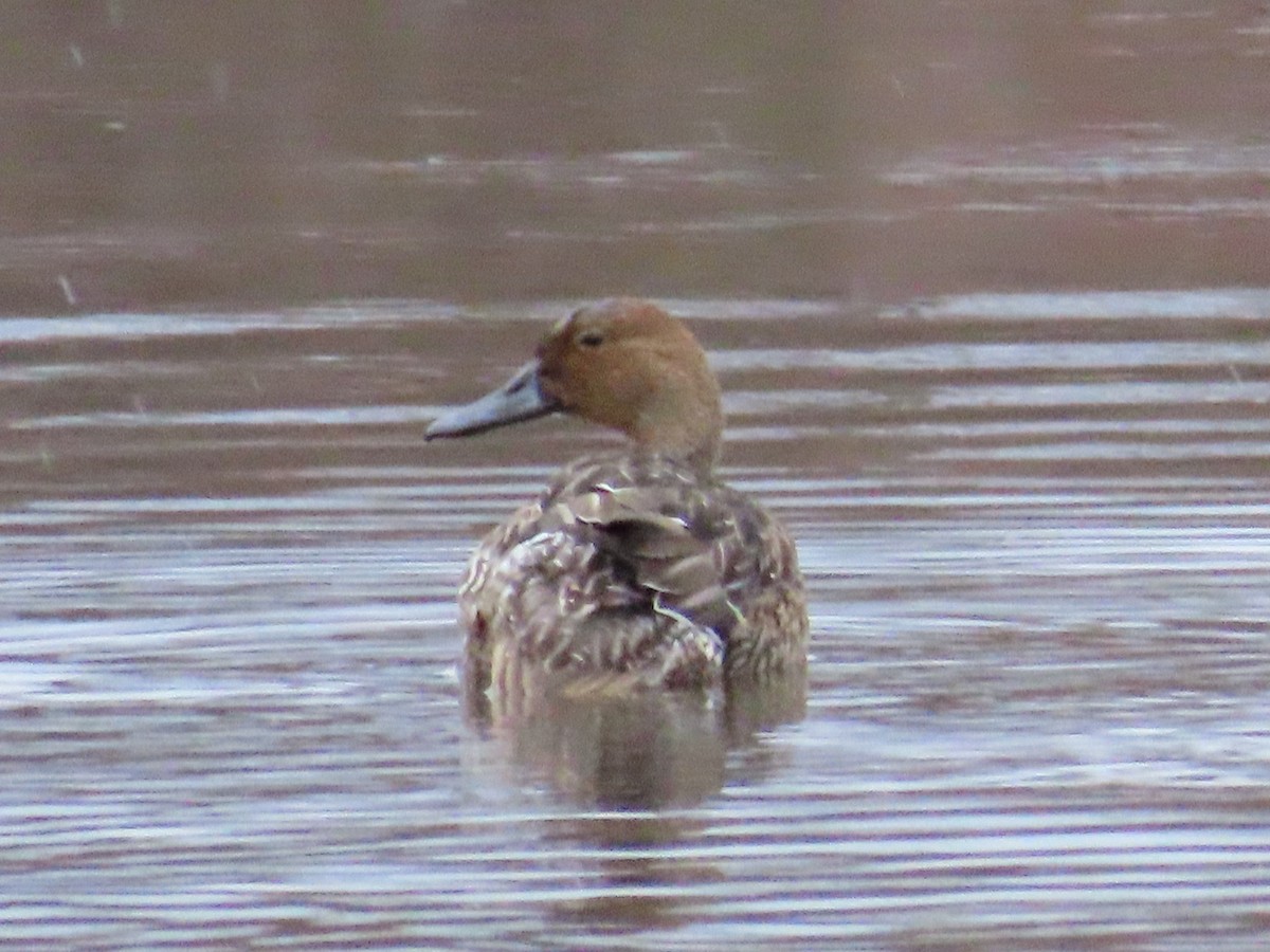 Codone - ML646124344