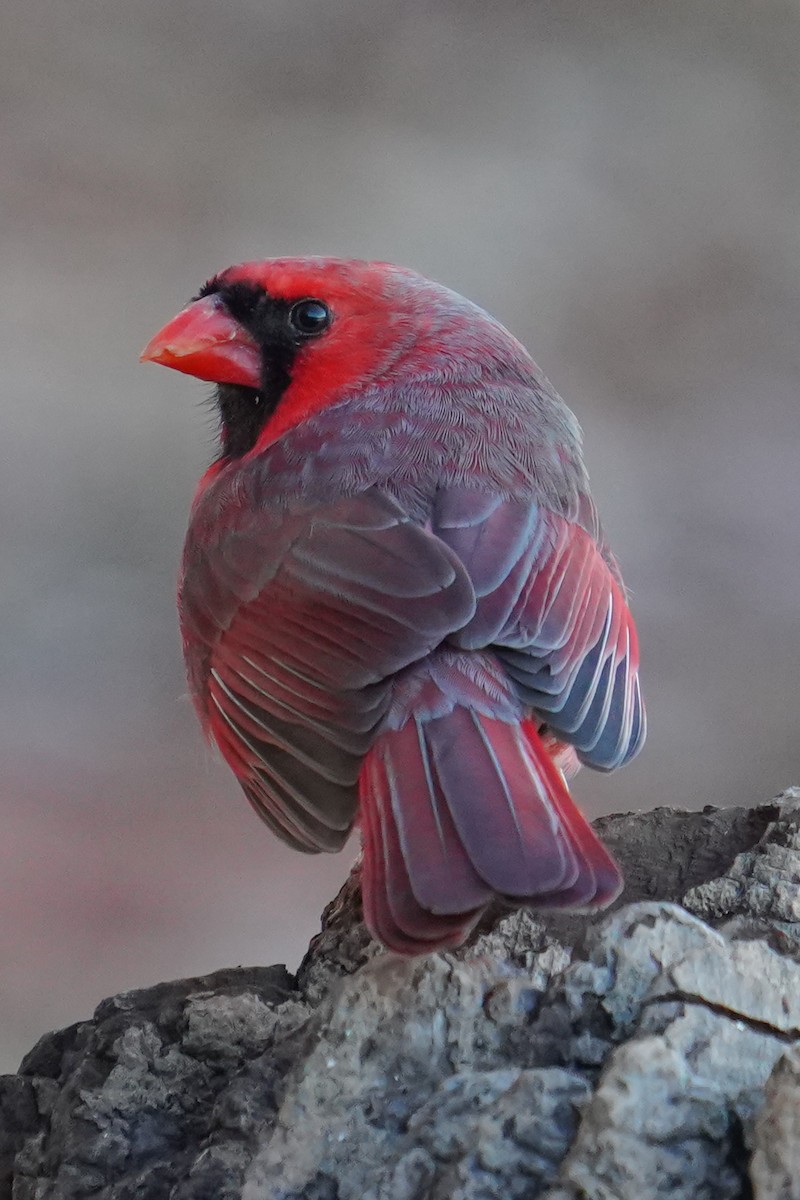 Northern Cardinal - ML646124346