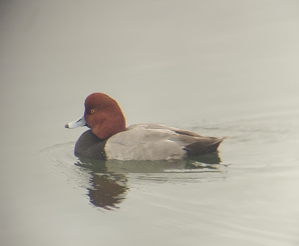 Redhead - ML646124347