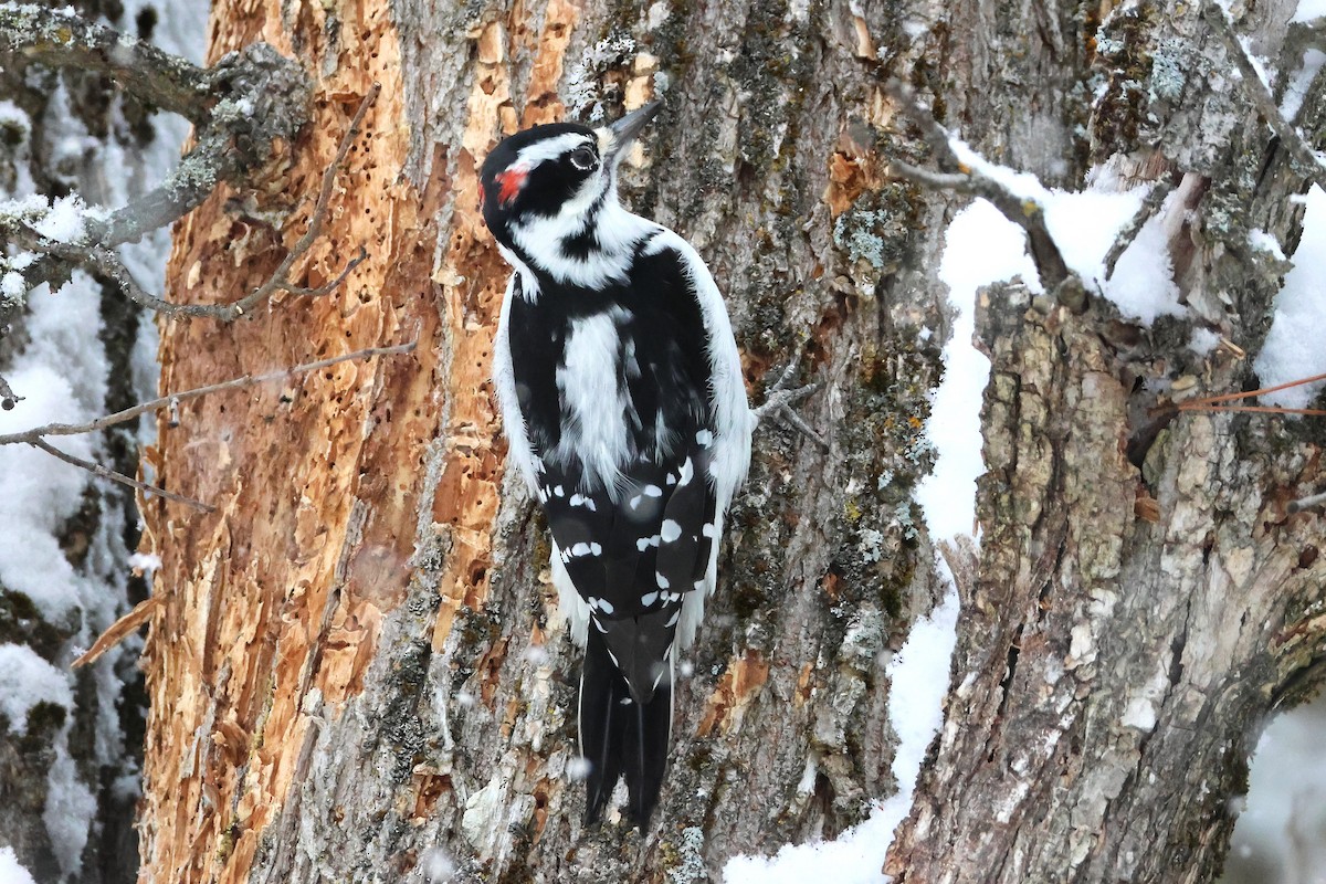 Hairy Woodpecker - ML646124351