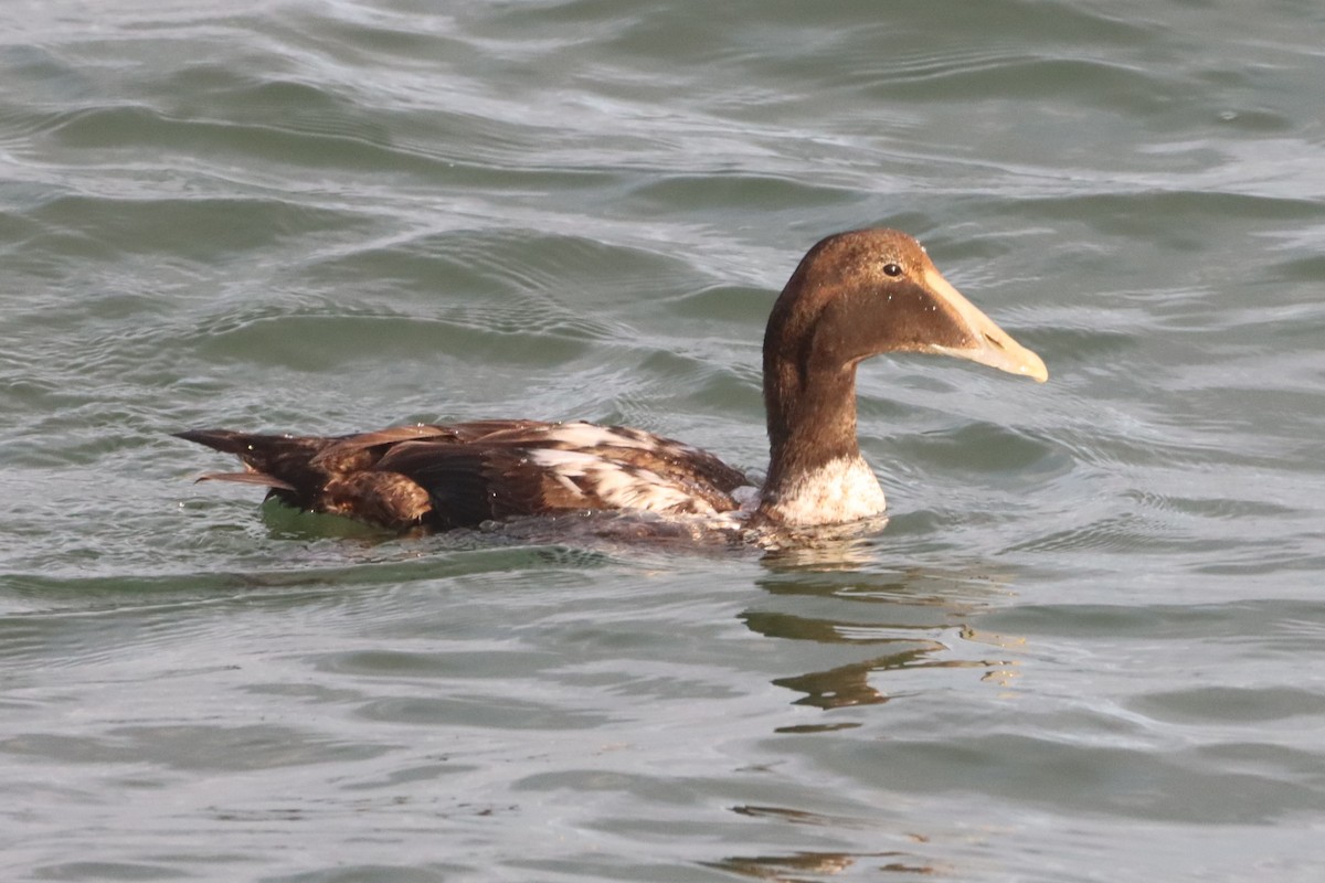 Common Eider (Dresser's) - ML646124355
