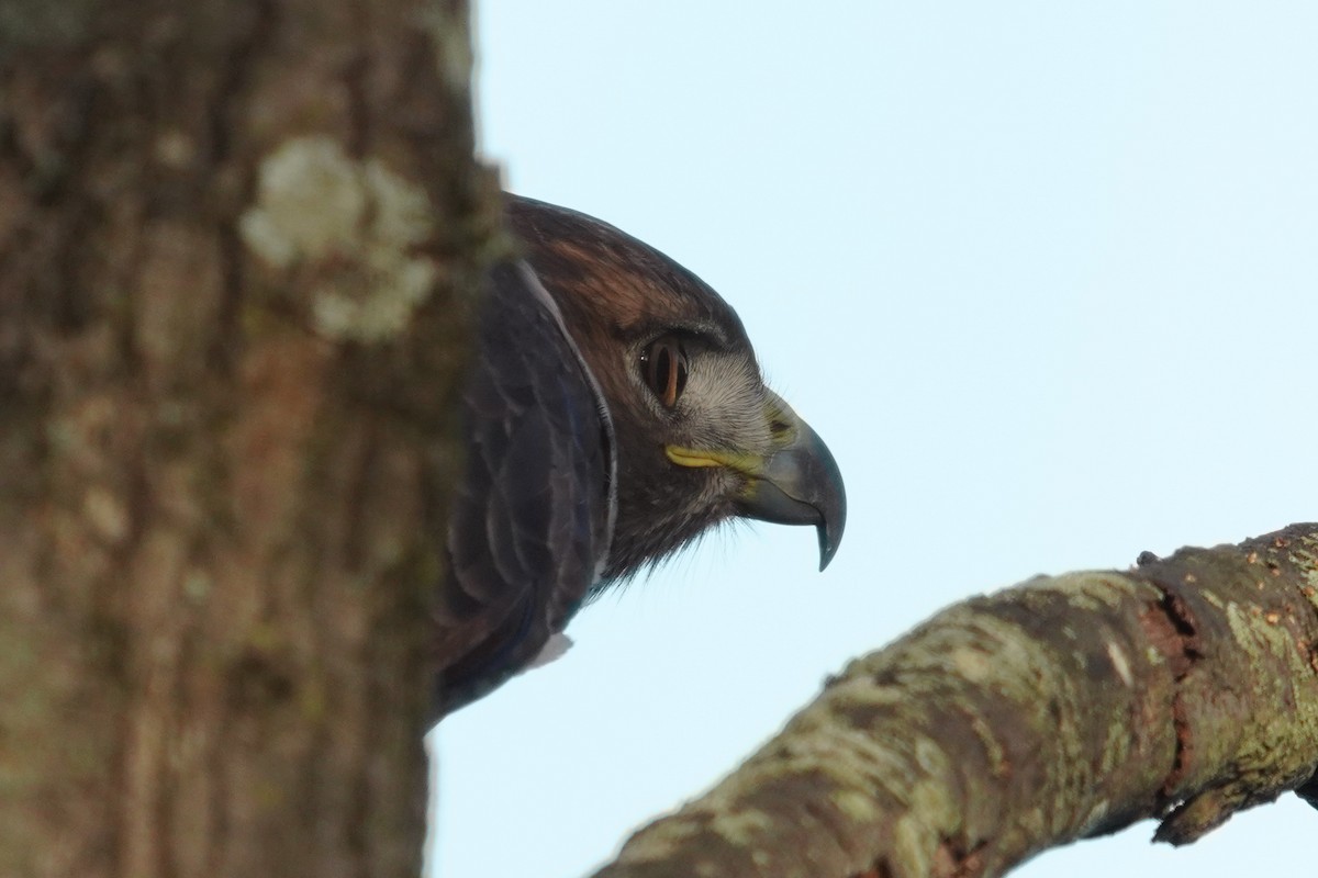 Red-tailed Hawk - ML646124357