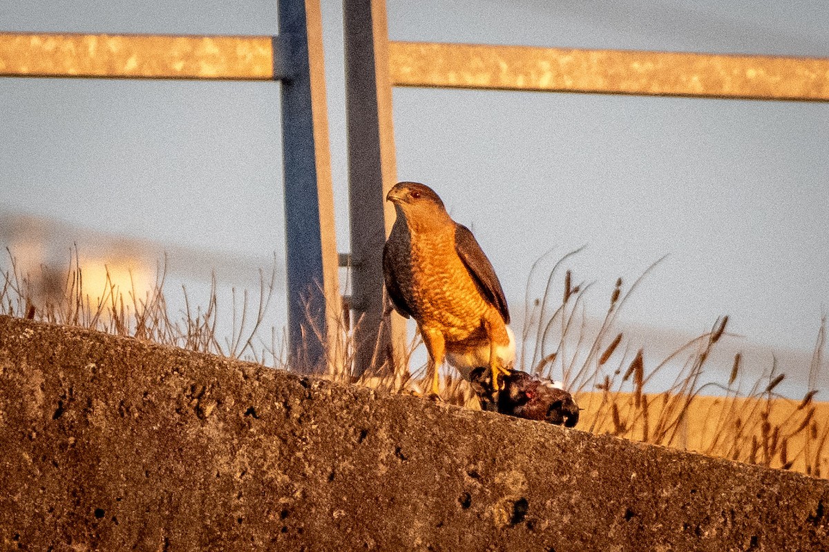 jestřáb americký - ML646124366