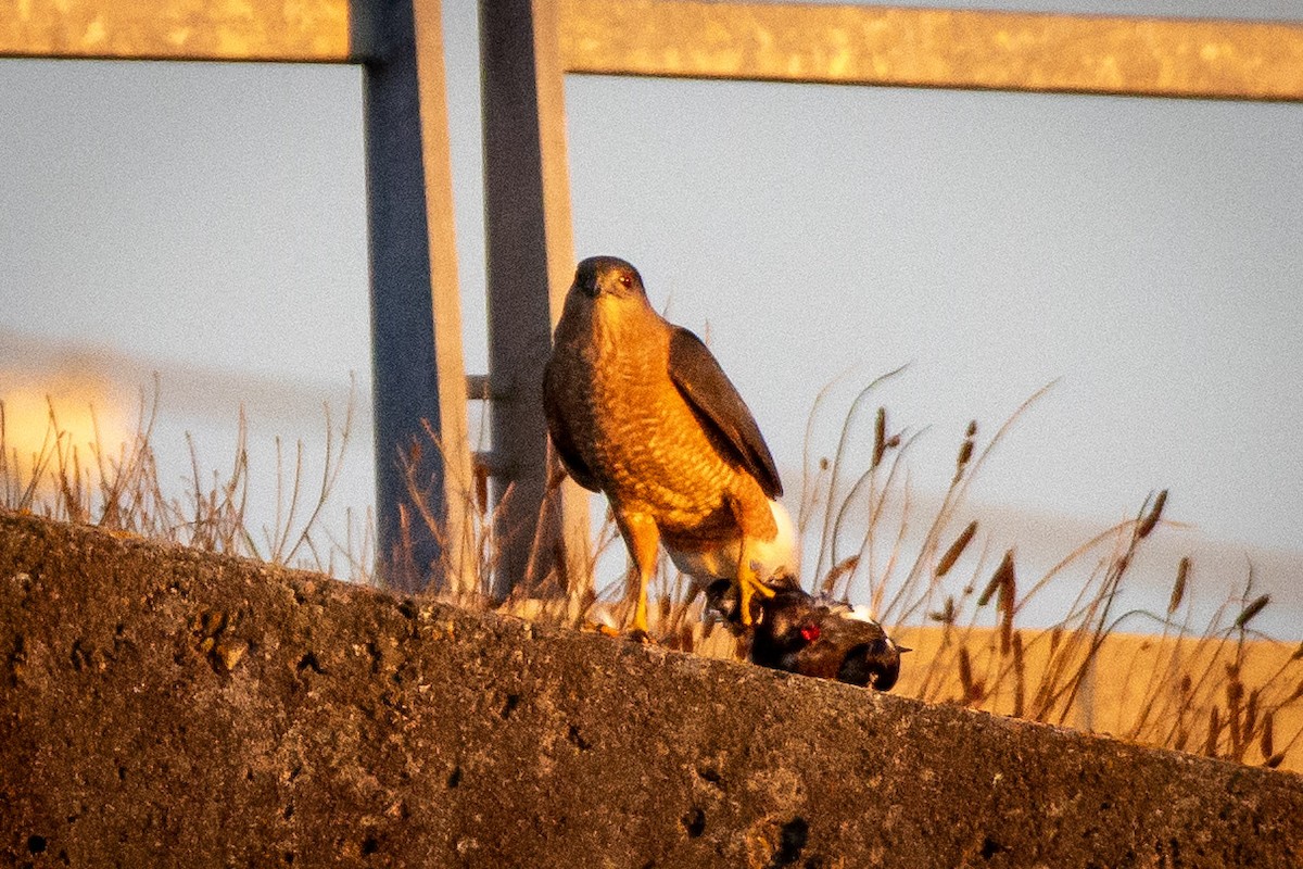 jestřáb americký - ML646124367