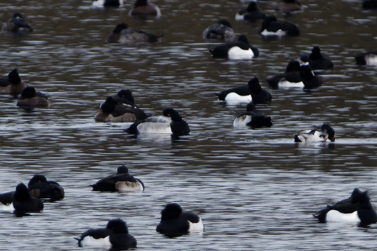 bergand - ML646124381