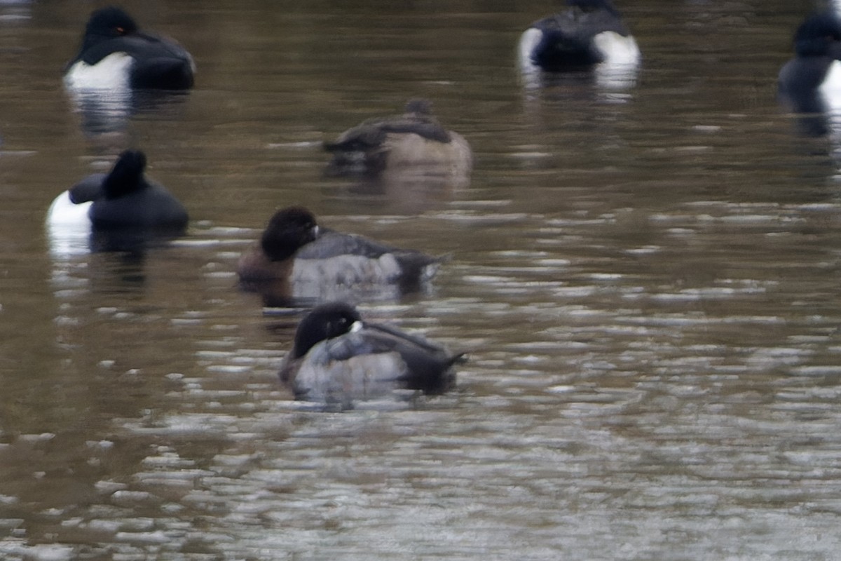 bergand - ML646124385