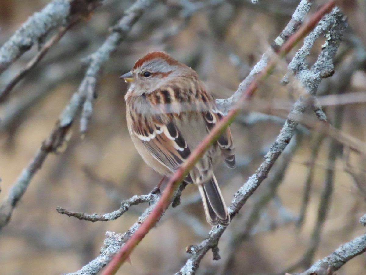 American Tree Sparrow - ML646124387