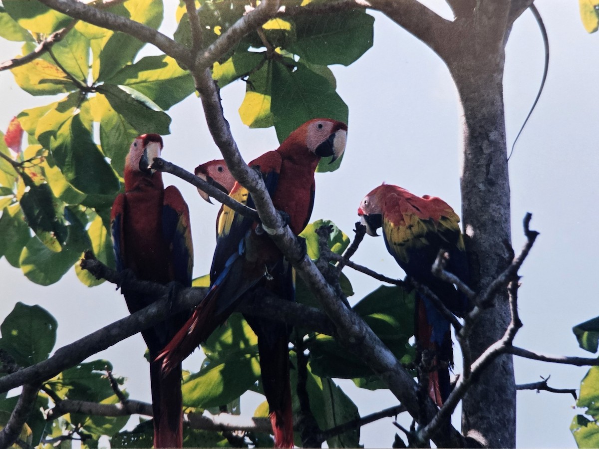 Scarlet Macaw - ML646124388