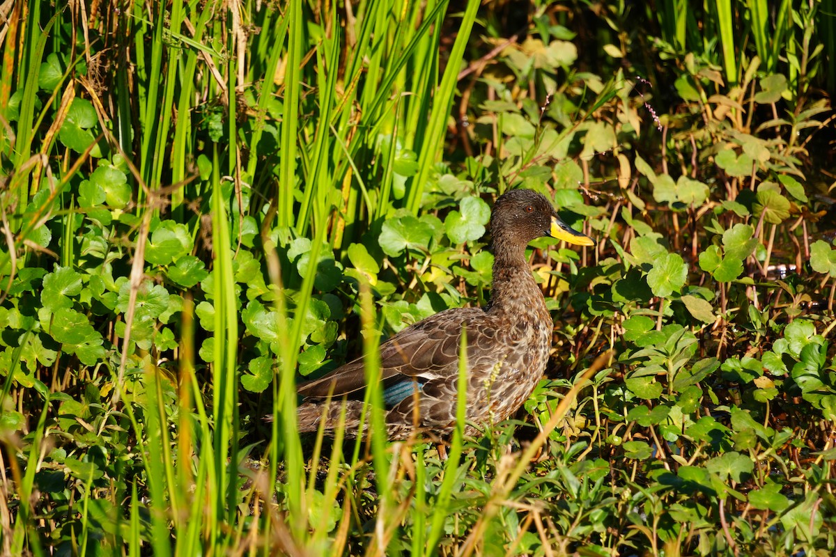 Yellow-billed Duck - ML646124397
