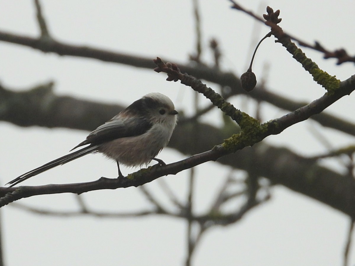 Long-tailed Tit - ML646124398
