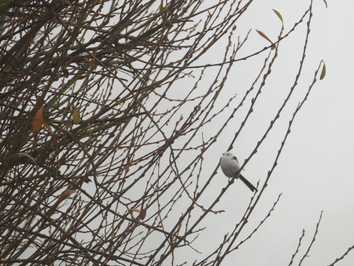 Long-tailed Tit - ML646124399