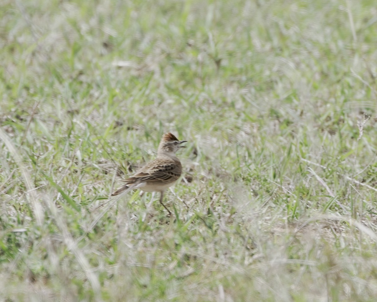 アフリカヒメコウテンシ - ML646124401