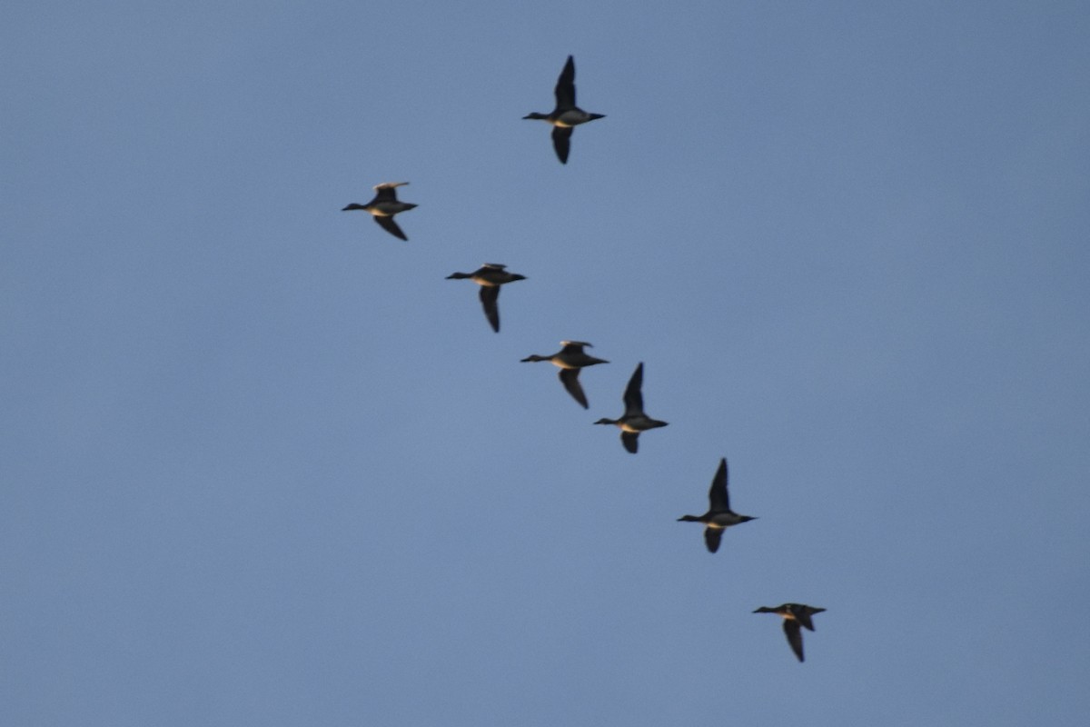 Fischione americano - ML646124402