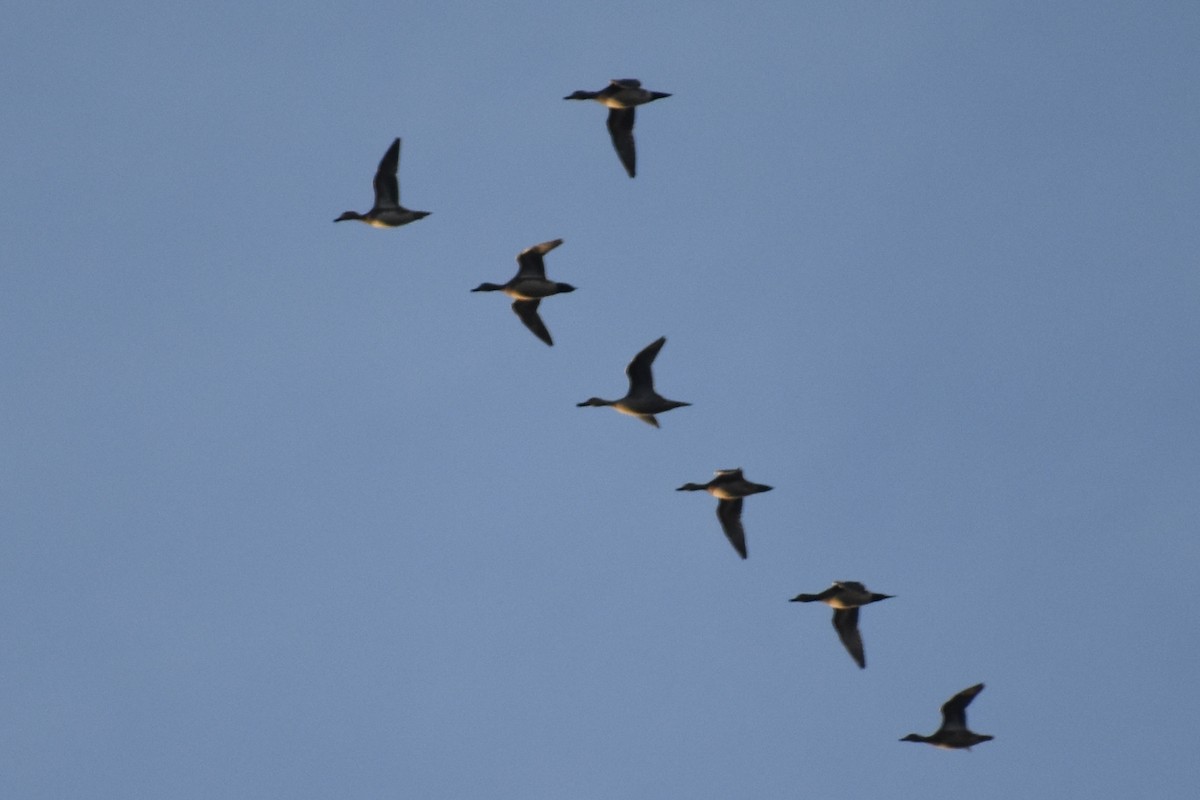 Fischione americano - ML646124403