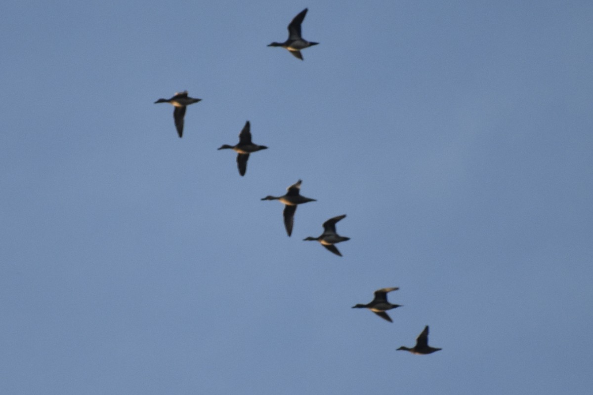 Fischione americano - ML646124404