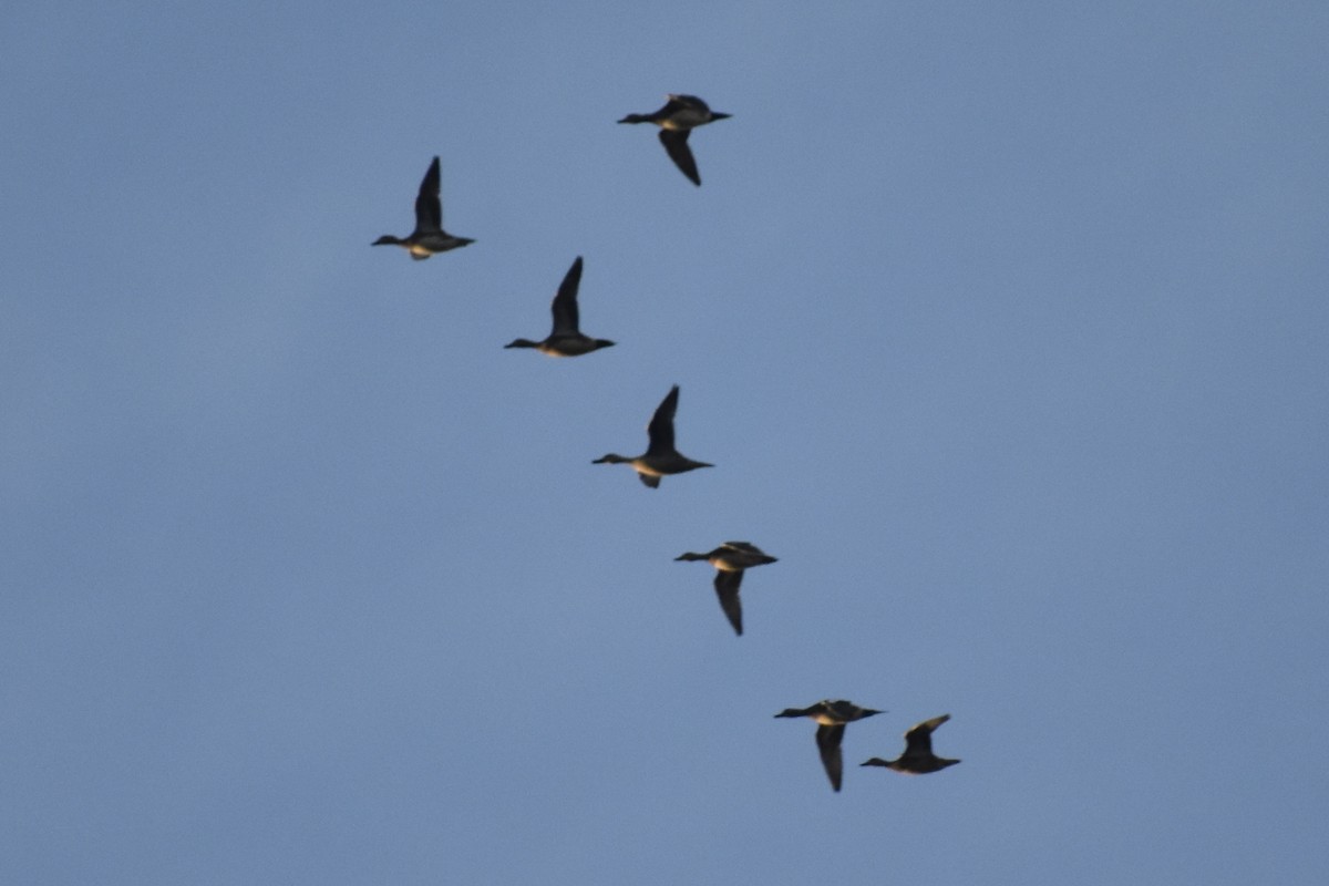 Fischione americano - ML646124405