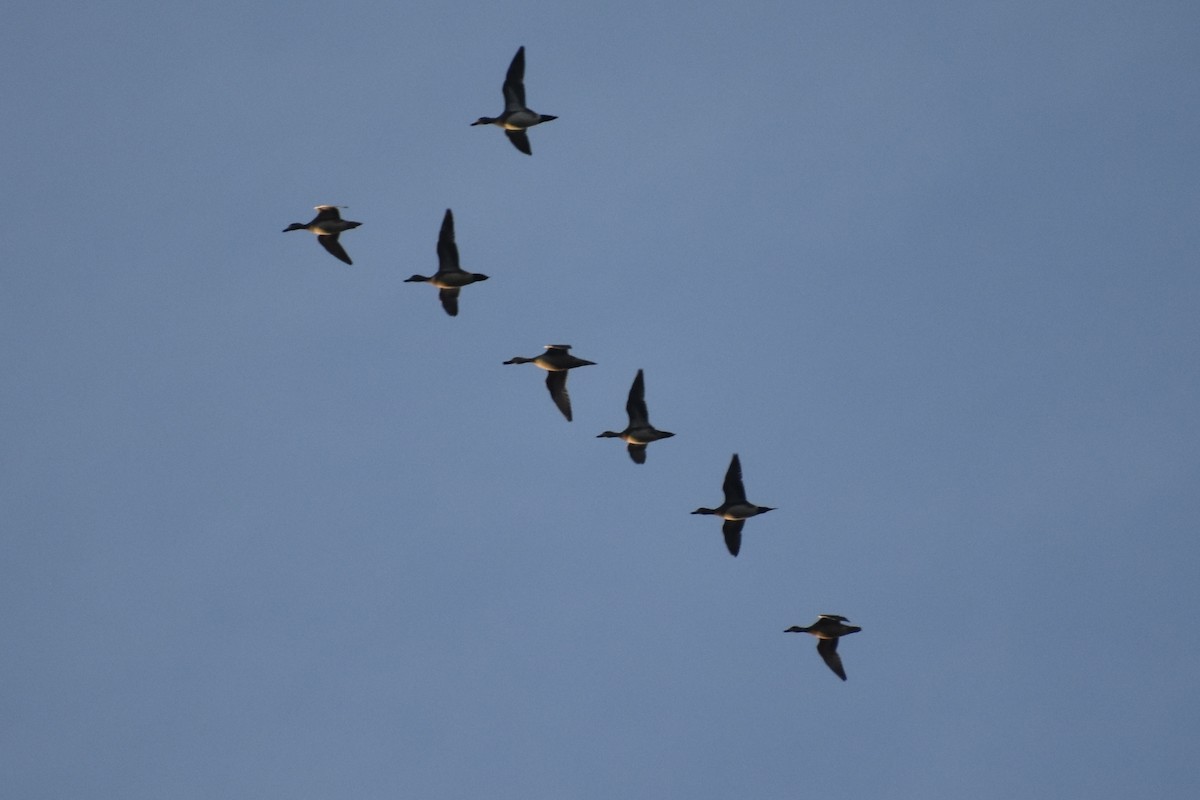 Fischione americano - ML646124407