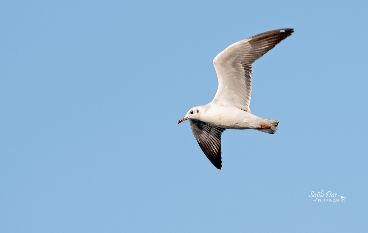 racek hnědohlavý - ML646124408