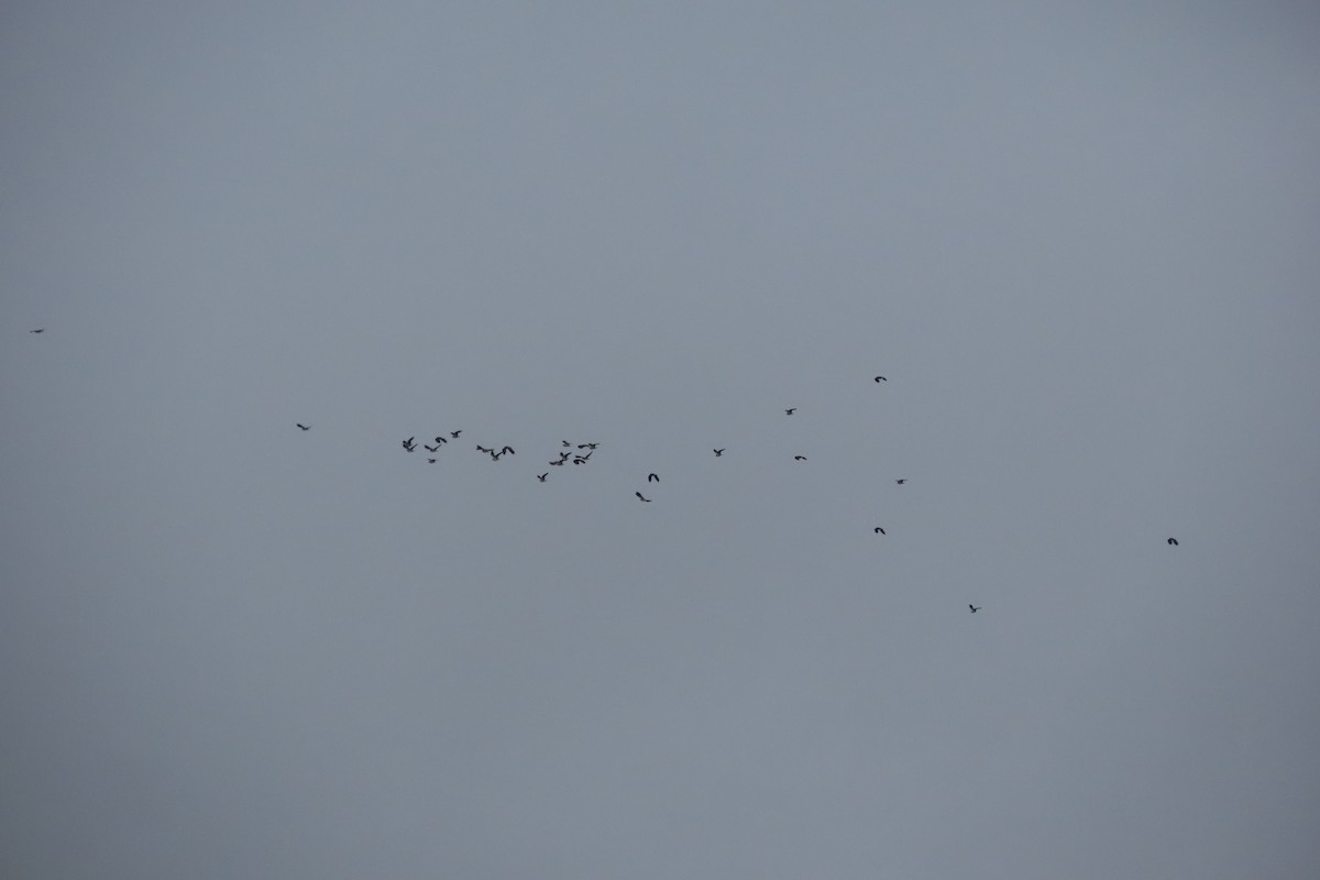 Pavoncella - ML646124411