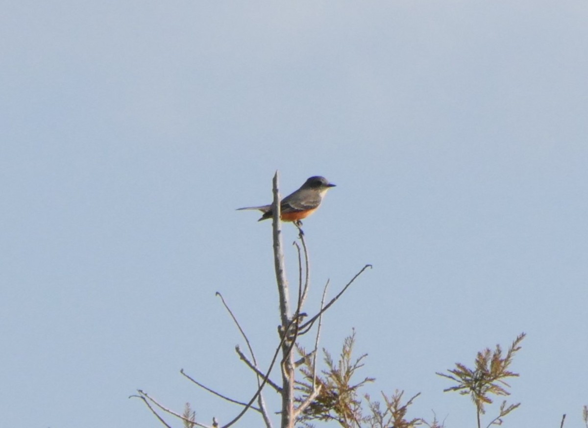 Vermilion Flycatcher - ML646124426