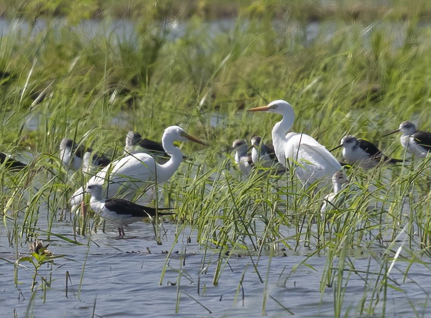 volavka prostřední - ML646124443