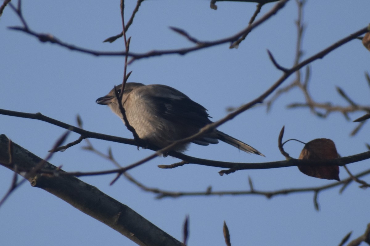 Northern Shrike - ML646124444