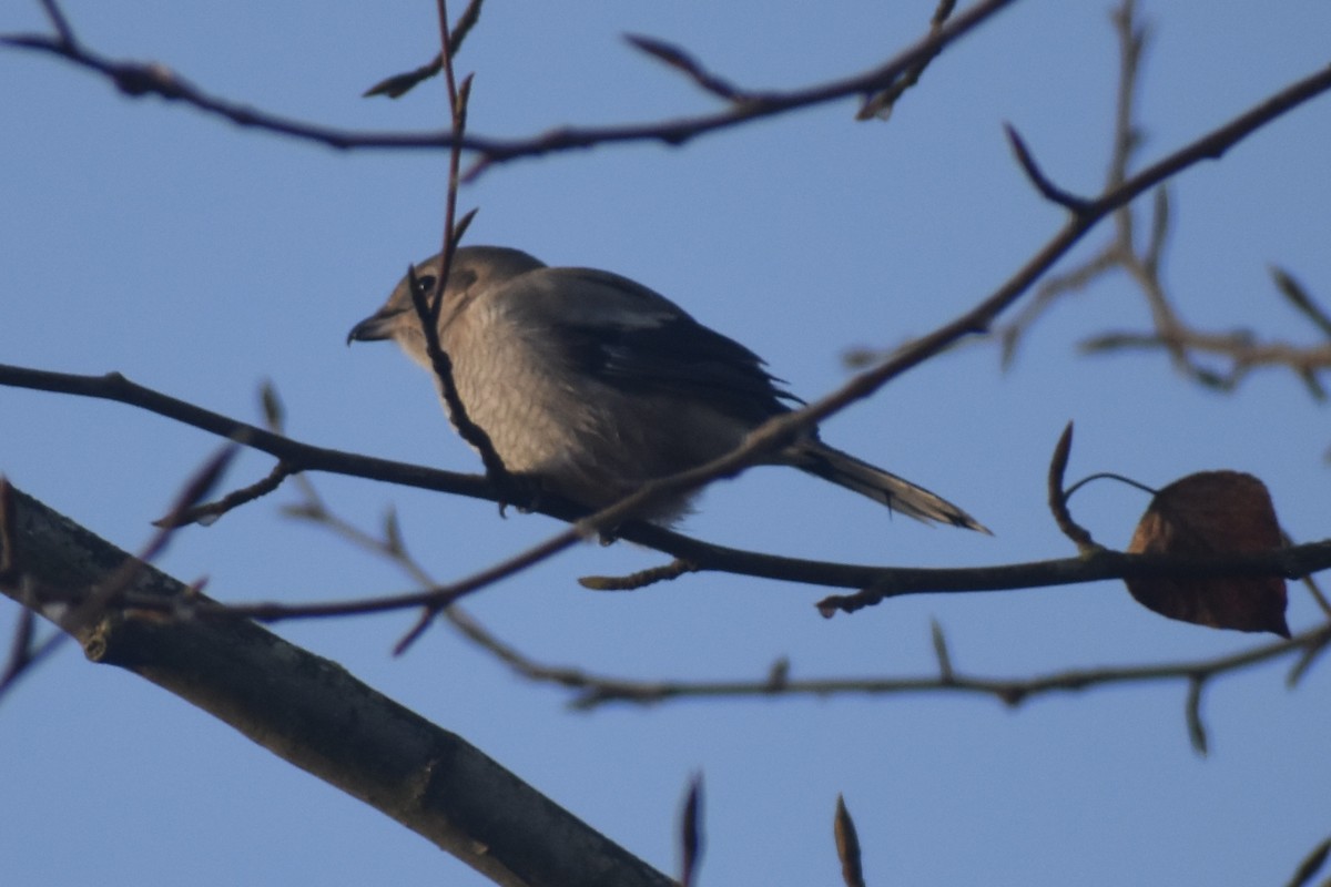 Northern Shrike - ML646124445