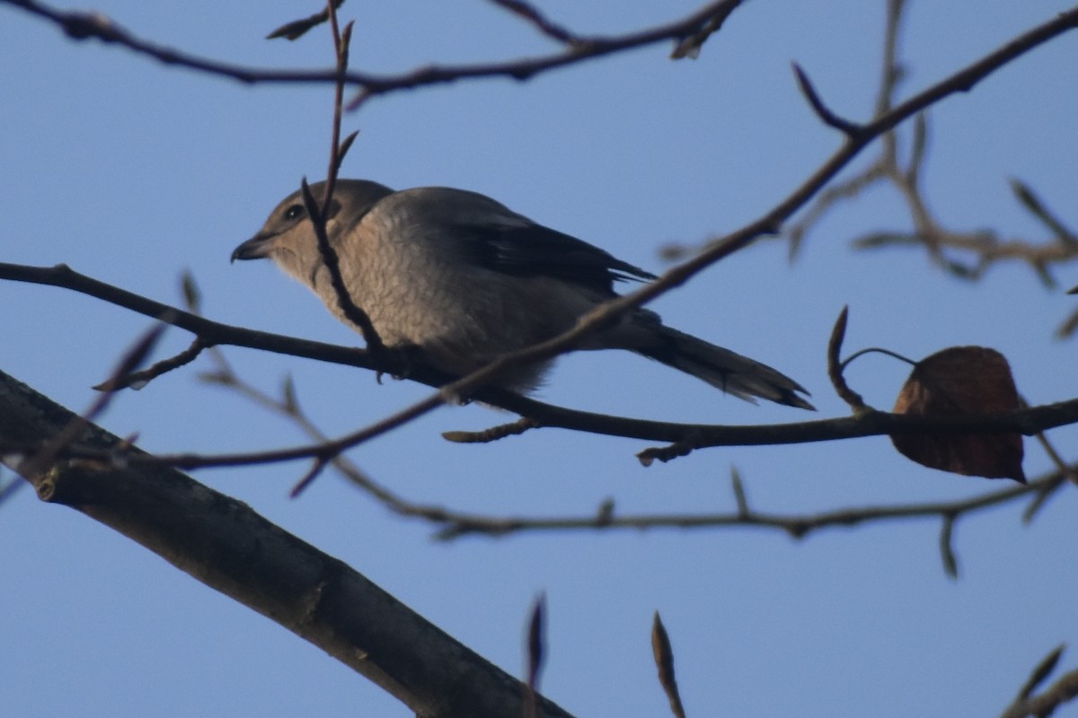 Northern Shrike - ML646124446