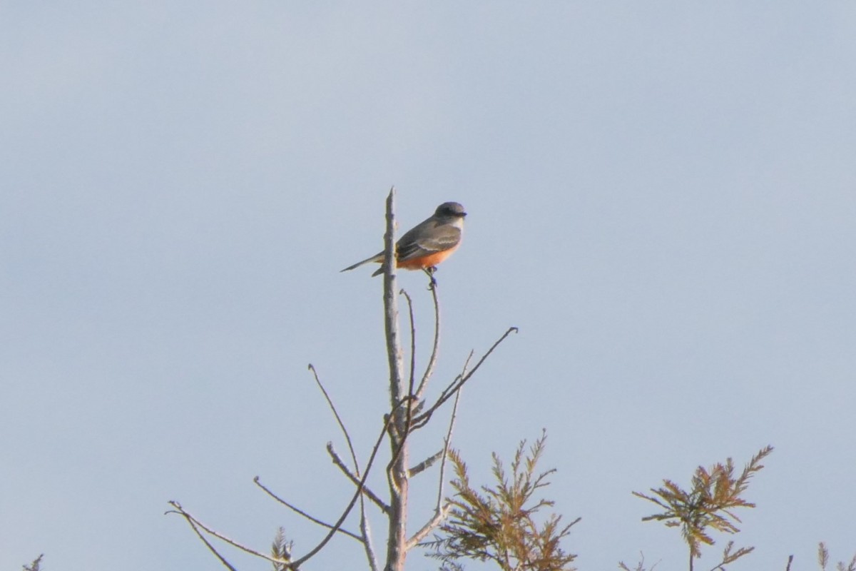 Vermilion Flycatcher - ML646124453