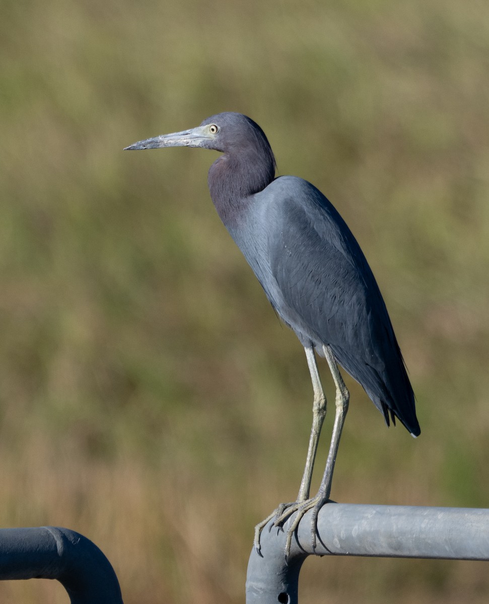 Little Blue Heron - ML646124463