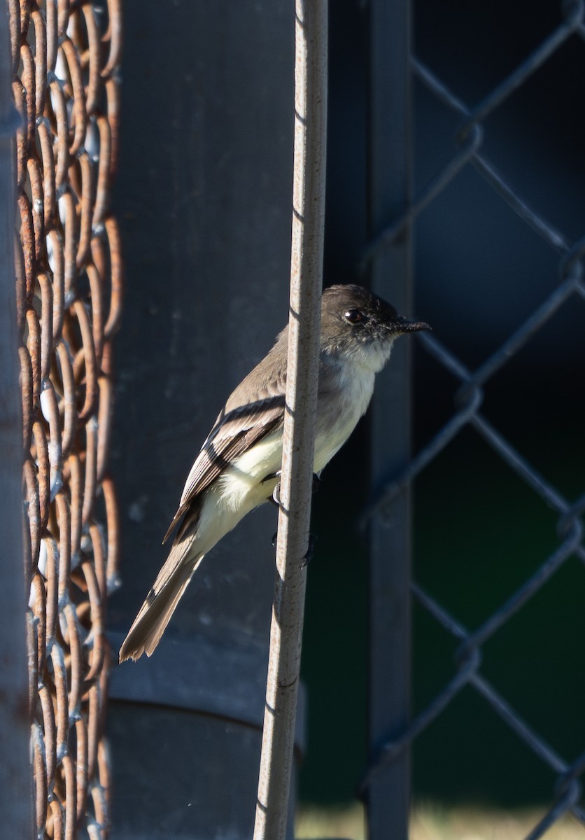 Eastern Phoebe - ML646124465